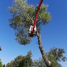 Baumfällarbeiten mit Hubsteiger